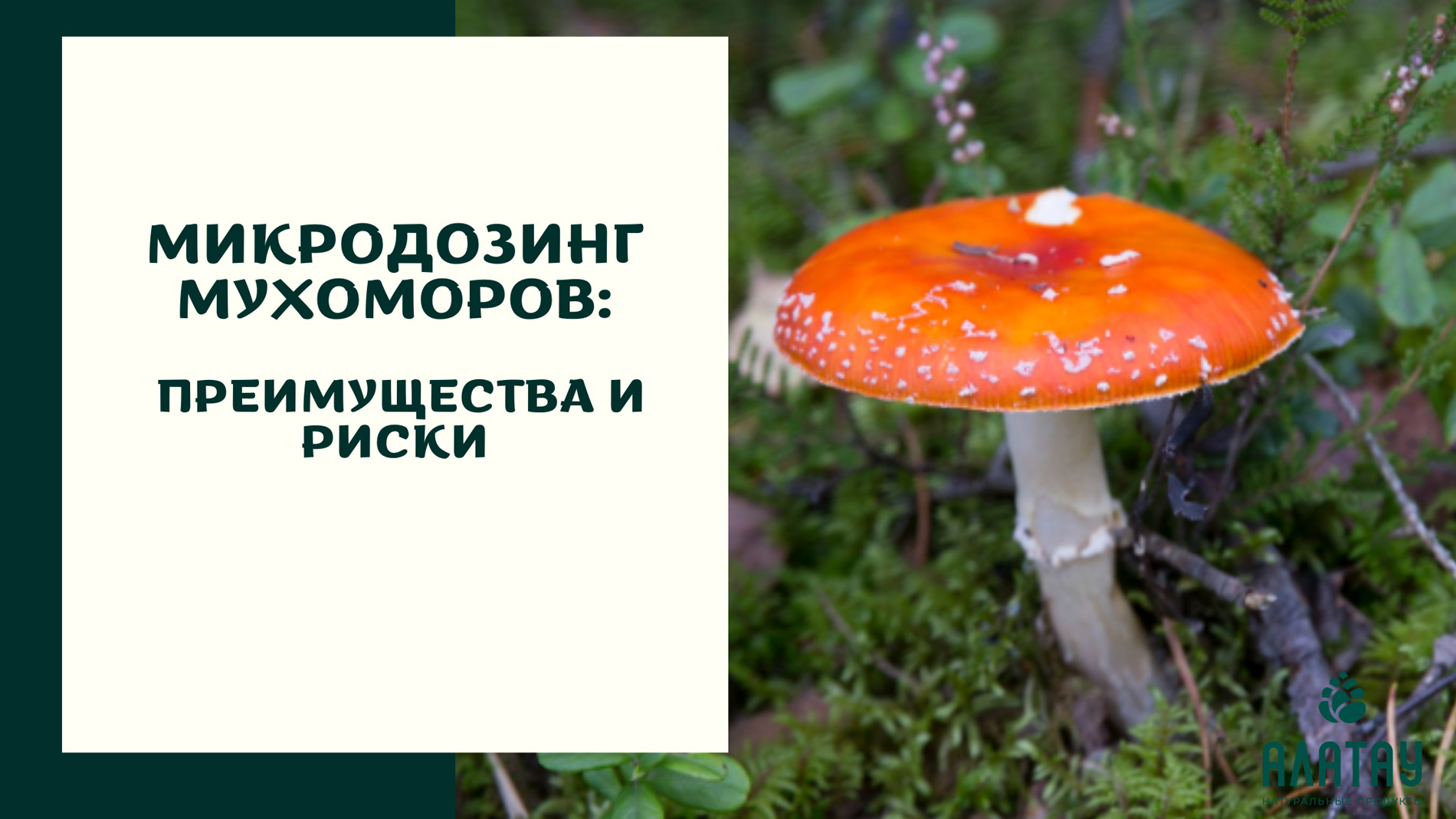 Микродозинг мухоморов: преимущества и риски